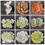 Blind Box Of 90-110mm Echeveria Set (50Pcs) Moq1 - Image 5