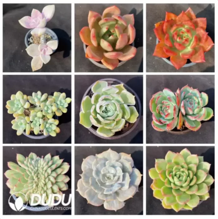 Blind Box Of 90-110mm Echeveria Set (50Pcs) Moq1 - Image 5