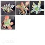 Blind Box Of 90-110mm Echeveria Set (50Pcs) Moq1 - Image 7