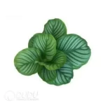 Calathea orbifolia Seedling(100Pcs??