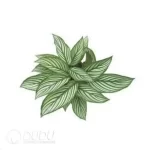 Calathea elliptica 'Vittata' Seedling(100Pcs??