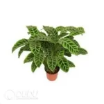 Calathea zebrina Seedling(100Pcs??