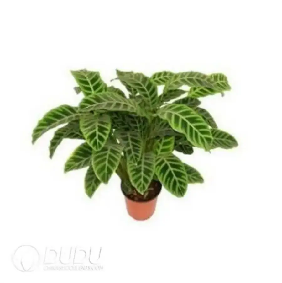 1756116490-4-173.webp Calathea zebrina Seedling(100Pcs?? - Image 1