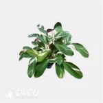 Calathea 'C049' Seedling(100Pcs??