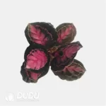Calathea picturata "Crimson" Seedling(100Pcs??
