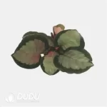 Calathea 'C057' Seedling(100Pcs??