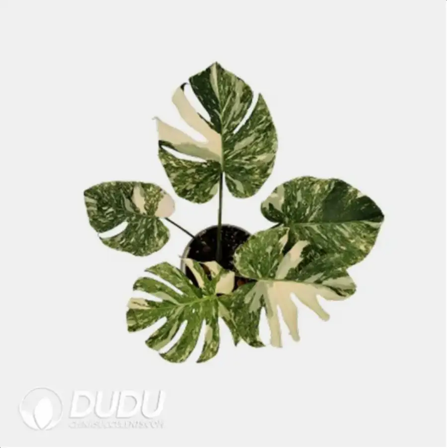 1756116572-4-148.webp Monstera Thai Constellation Seedling(100Pcs?? - Image 1