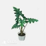Alocasia 'Jacklyn' Seedling(100Pcs??
