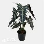 Alocasia sanderiana 'Nobilis' Seedling(100Pcs??