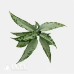 Dieffenbachia 'DS04' Seedling(100Pcs??