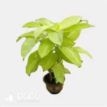 Dieffenbachia tropic 'marianne' Seedling(100Pcs??