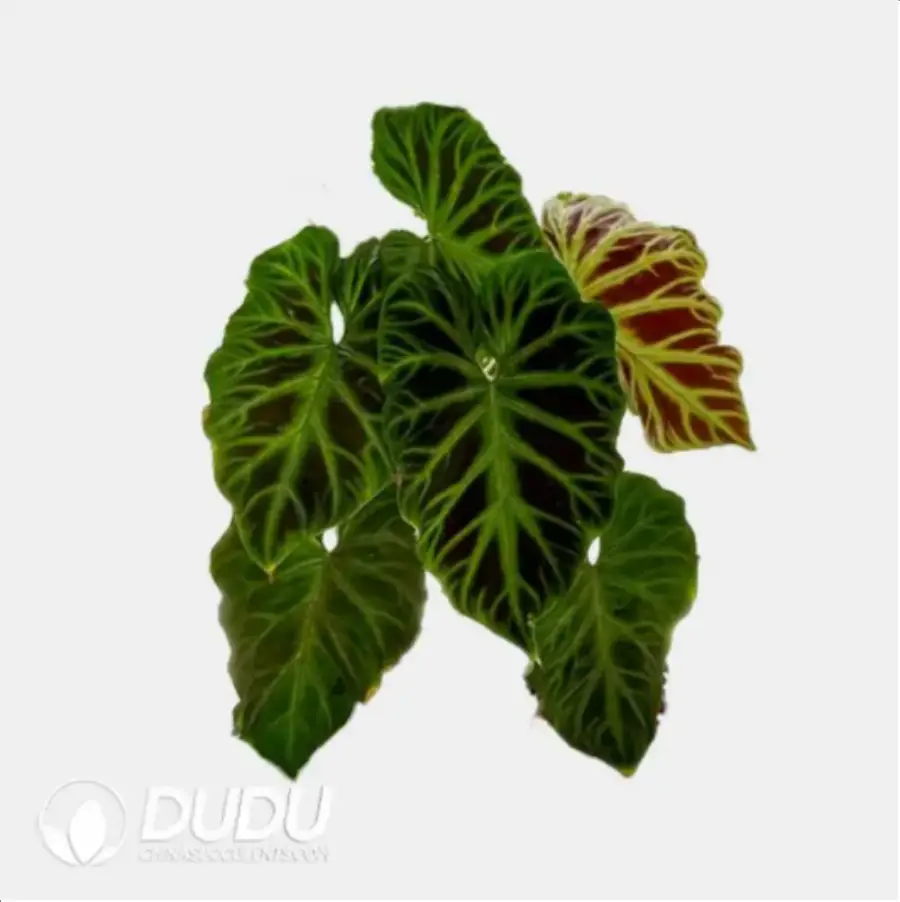 1756116665-4-120.webp Philodendron Verrucosum 'Incensi' Seedling(100Pcs?? - Image 1