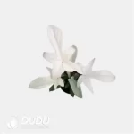 Philodendron 'Florida Ghost' Seedling(100Pcs??