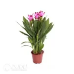 Curcuma 'Splash'
(KP) Seedling(100Pcs??