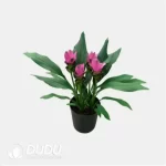 Curcuma 'Shadow'
(KP) Seedling(100Pcs??