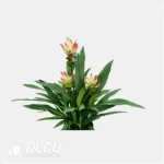 Curcuma 'Solar'
(KP) Seedling(100Pcs??
