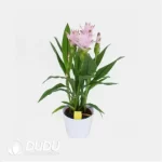 Curcuma 'CU20-49'
(KP) Seedling(100Pcs??
