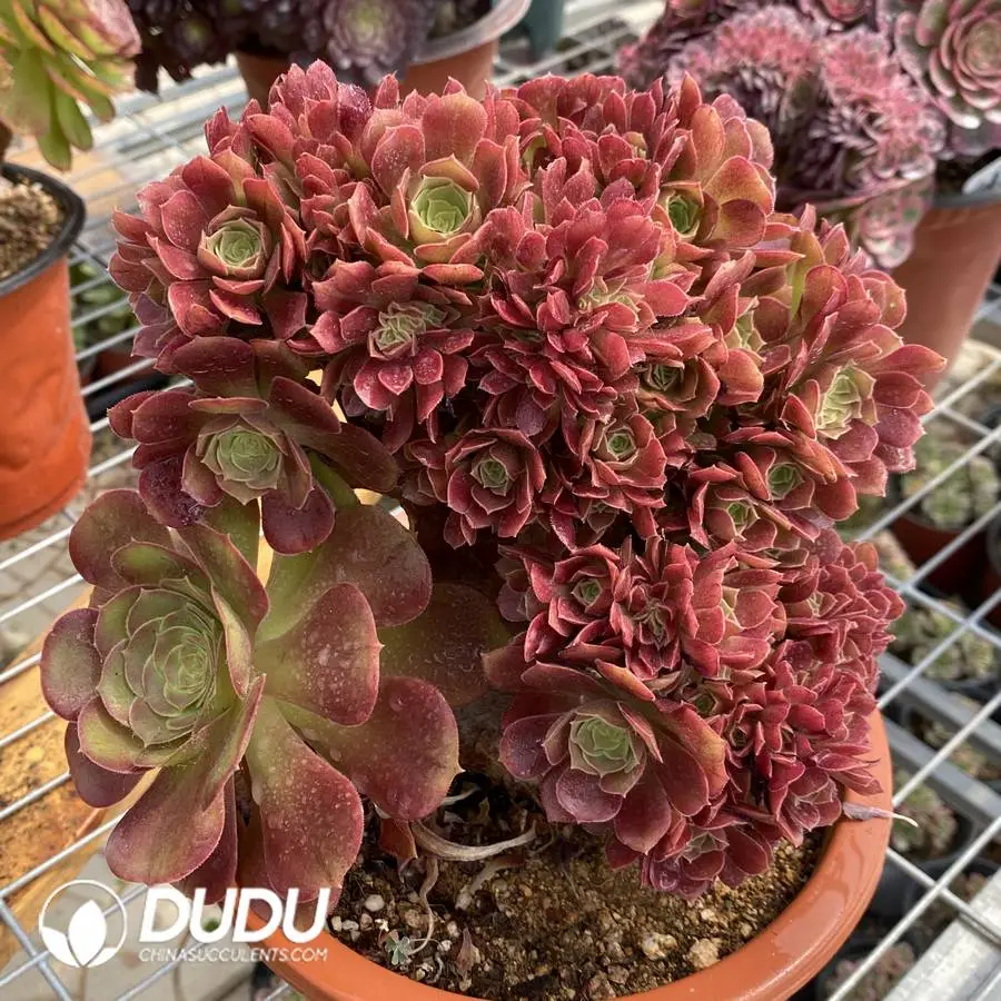 1756117124-1748223091-e201.webp Aeonium Shao Xiu Cristata-5 - Image 1