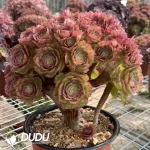 Aeonium Shao Xiu Cristata-6