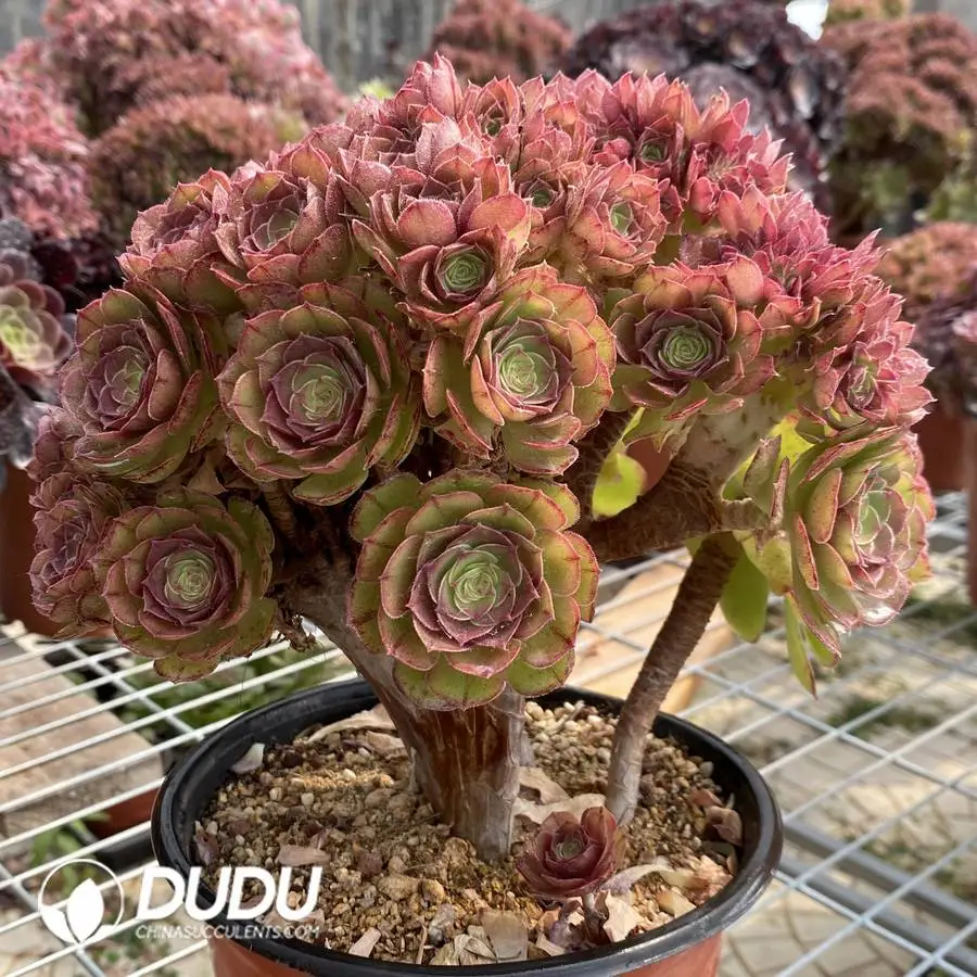 1756117126-1748223108-e201.webp Aeonium Shao Xiu Cristata-6 - Image 1