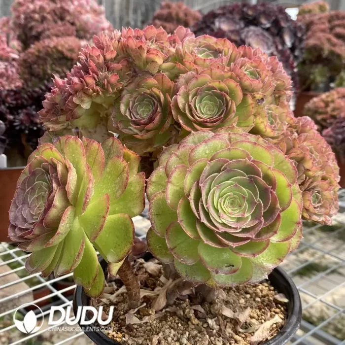 Aeonium Shao Xiu Cristata-6 - Image 2