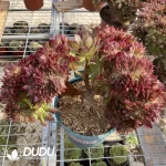 Aeonium Naga Queen Cristata-11 - Image 2