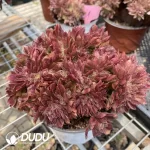 Aeonium Naga Queen Cristata-18