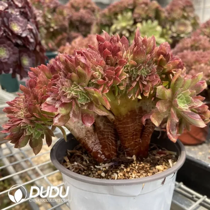 Aeonium Naga Queen Cristata-18 - Image 2