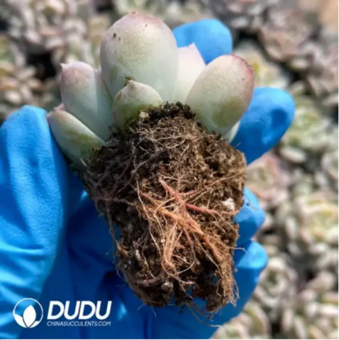 105Pcs/Tray Echeveria Amazing Grace Seedlings(Mix & Match 5+) - Image 2