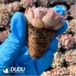 105Pcs/Tray Echeveria Goldfinch Seedlings(Mix & Match 5+) - Image 2