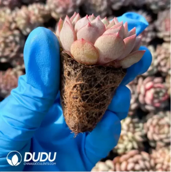 105Pcs/Tray Echeveria Goldfinch Seedlings(Mix & Match 5+) - Image 2