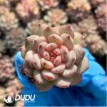 105Pcs/Tray Echeveria Goldfinch Seedlings(Mix & Match 5+)