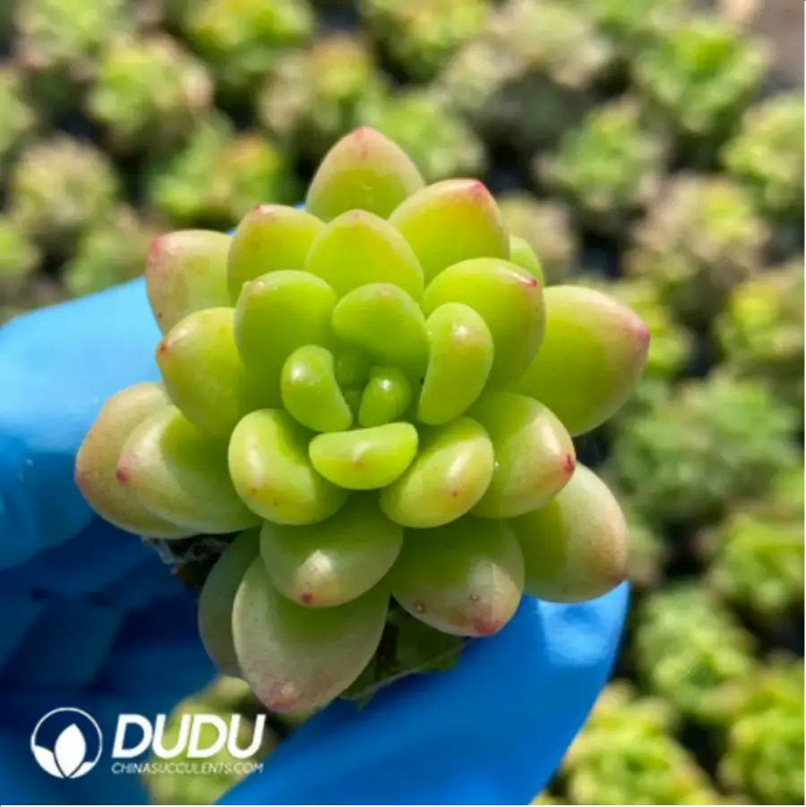 1756117254-3-13.webp 105Pcs/Tray Sedeveria Shangri-La Seedlings(Mix & Match 5+) - Image 1