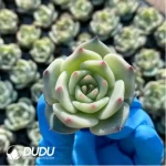 105Pcs/Tray Echeveria Picachu Seedlings(Mix & Match 5+)