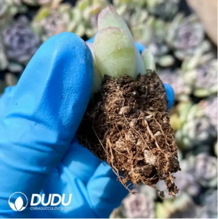 105Pcs/Tray Echeveria Snow Beauty Seedlings(Mix & Match 5+) - Image 2