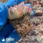 105Pcs/Tray Echeveria Alba Beauty Seedlings(Mix & Match 5+)