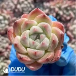 105Pcs/Tray Echeveria Alba Beauty Seedlings(Mix & Match 5+) - Image 2