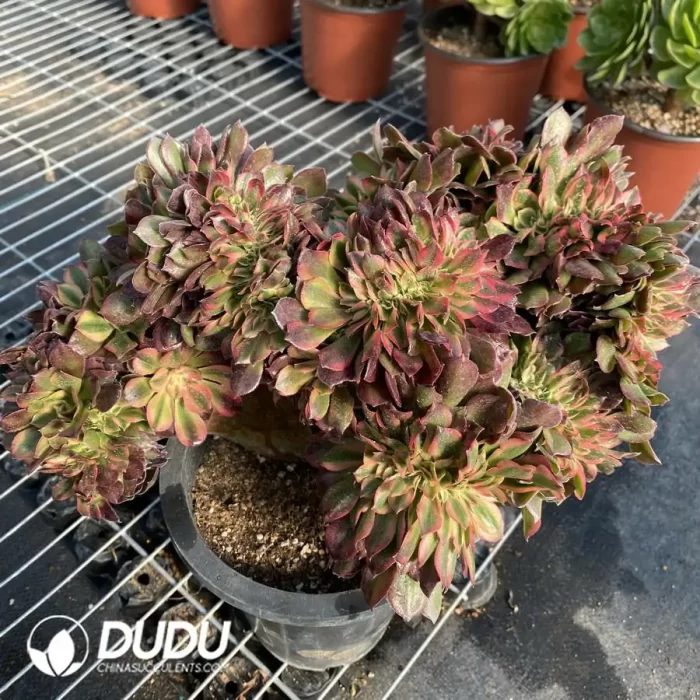 Aeonium Athena Cristata-11 - Image 2