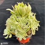 Aeonium Bilang Variegated Clustering