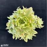 Aeonium Bilang Variegated Clustering - Image 2