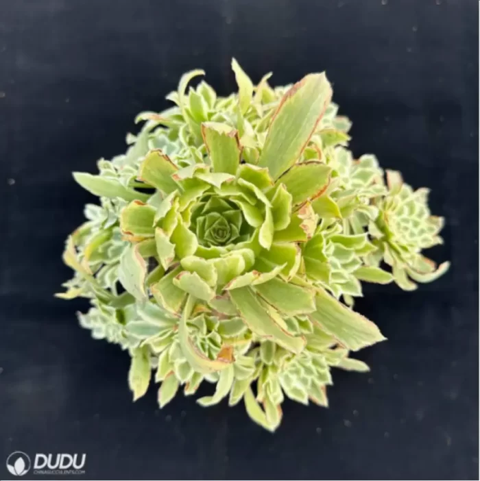 Aeonium Bilang Variegated Clustering - Image 2