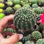 Cactus-Cactaceae Lotus