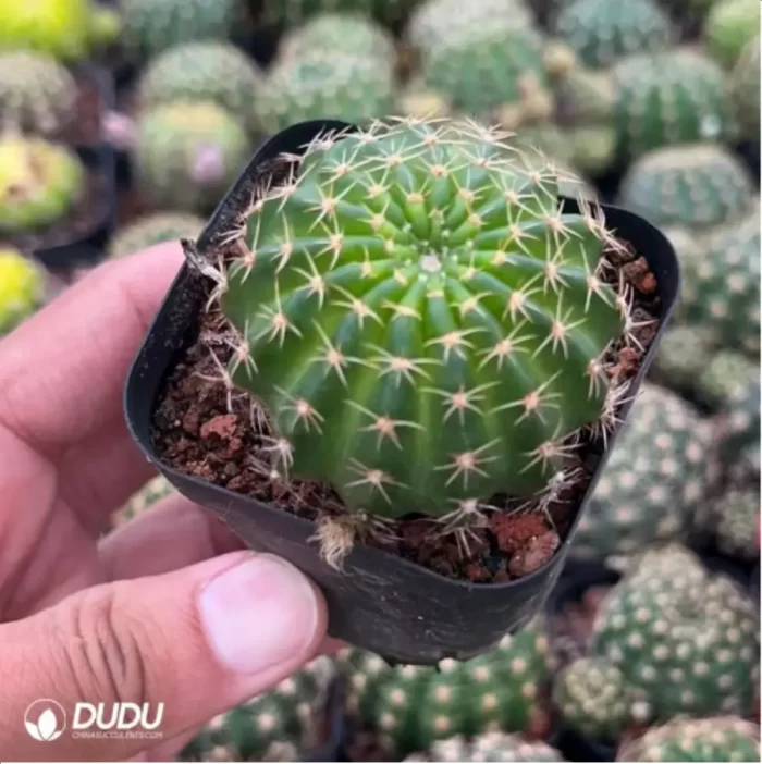 Cactus-Cactaceae Lotus - Image 2