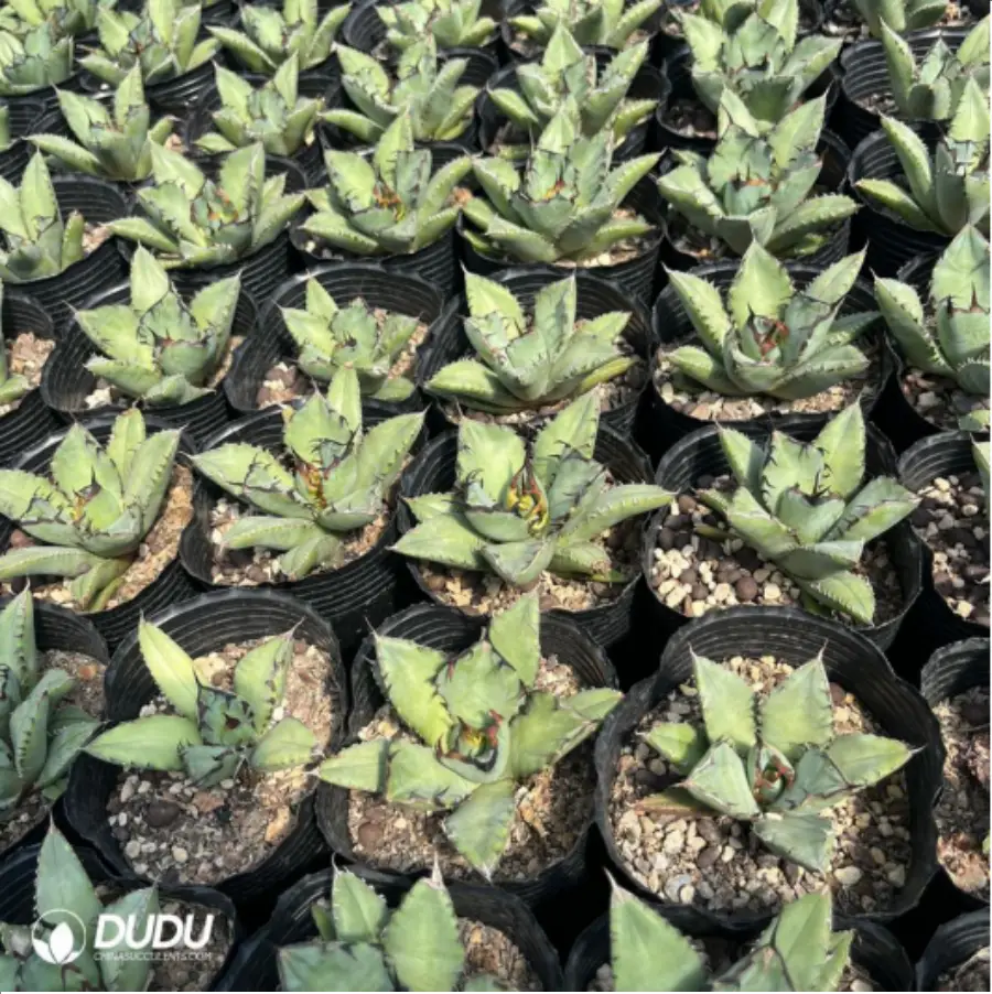 1756119322-1-2598.webp Agave black whale - Image 1