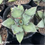 Agave black whale - Image 2