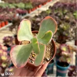 Kalanchoe thyrsifolia Variegated