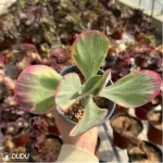 Kalanchoe thyrsifolia Variegated