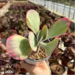 Kalanchoe thyrsifolia Variegated - Image 2