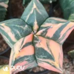 Astrophytum myriostigma Lem.Variegated (seed born)