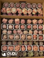 Echeveria Blind Box 70 Pcs